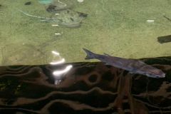 IMG-20230819-WA0054